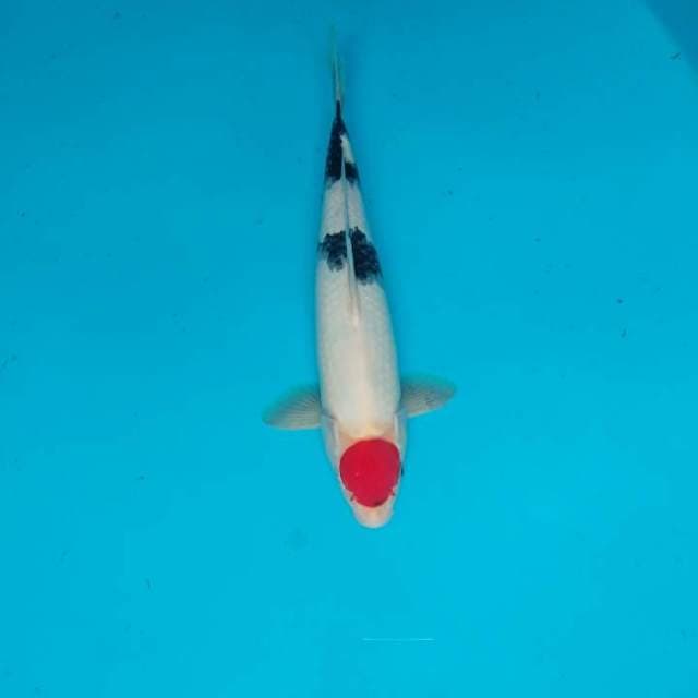 Tancho Showa 37 cm
