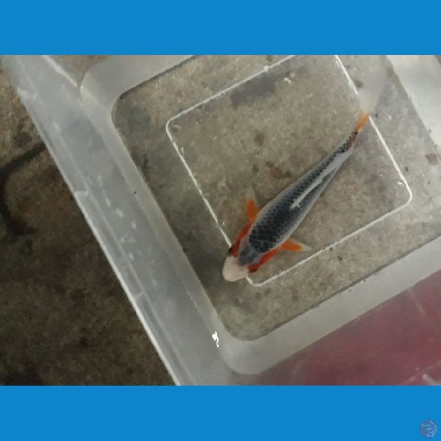 SQ ASAGI 15bu MALE
