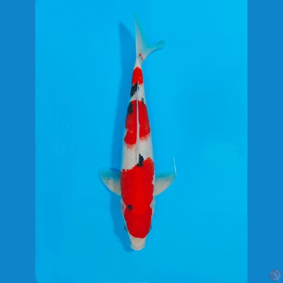 SANKE 36CM
