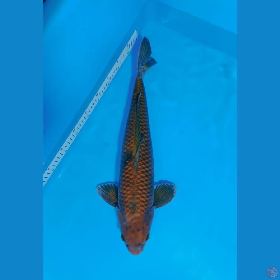 CAGOI 50CM