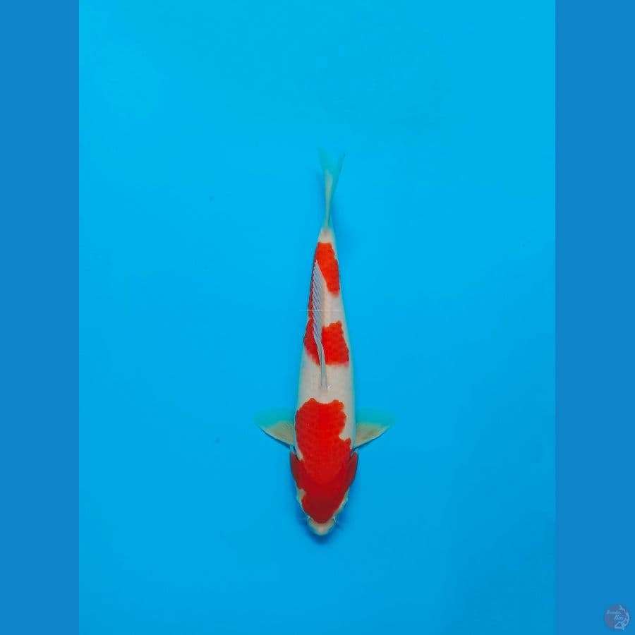 KOHAKU 33CM