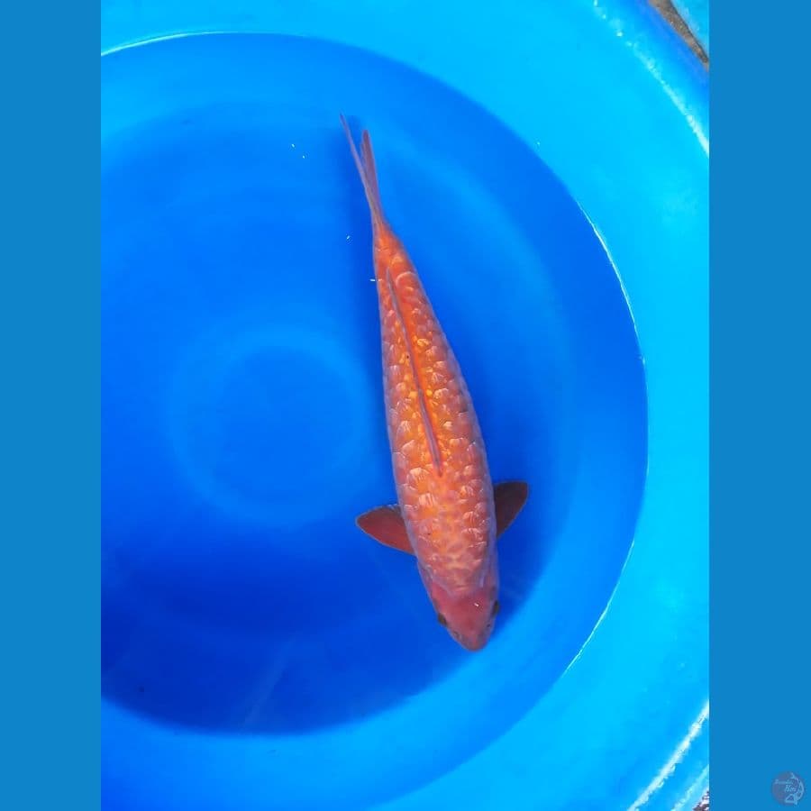 Aragoke Berpunuk