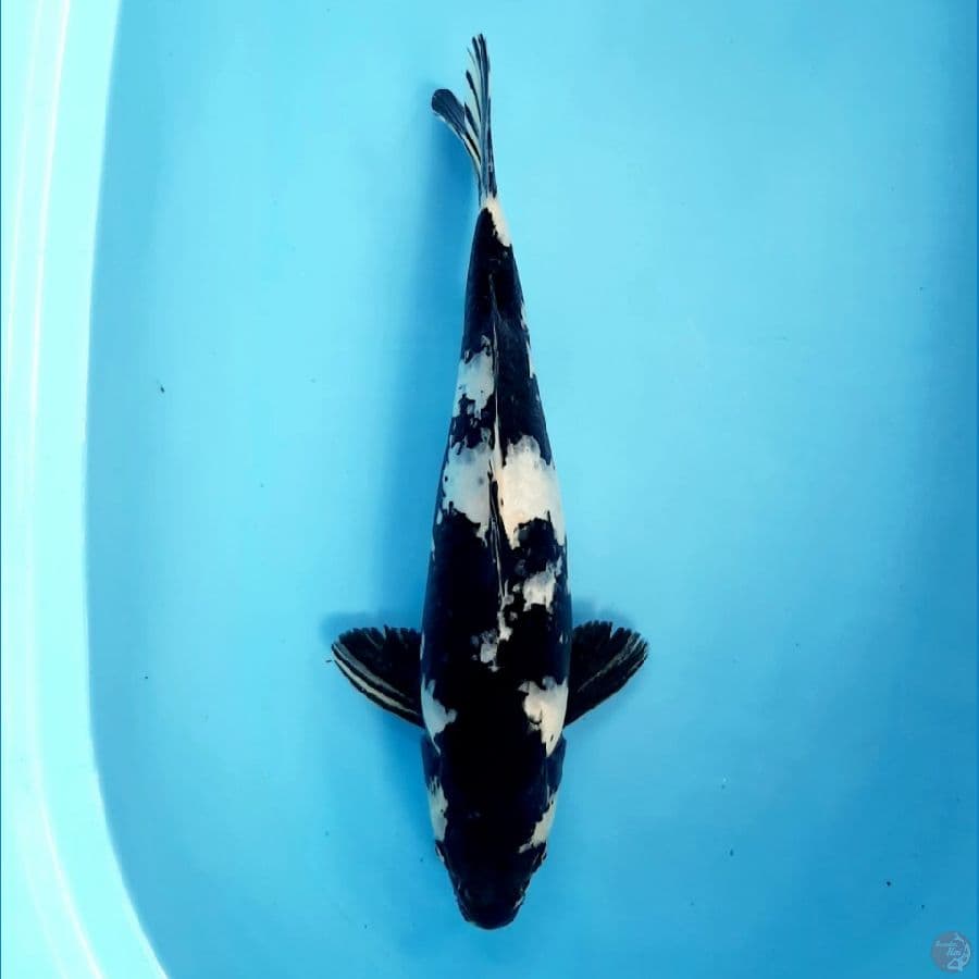 Shiro 37 cm Male (Hitam Tebal)