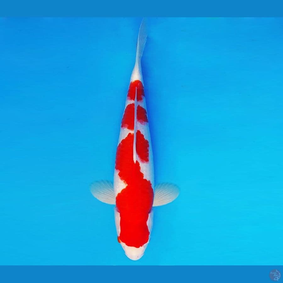HARAJUKU 2 ~ KOHAKU 35 cm/male ™