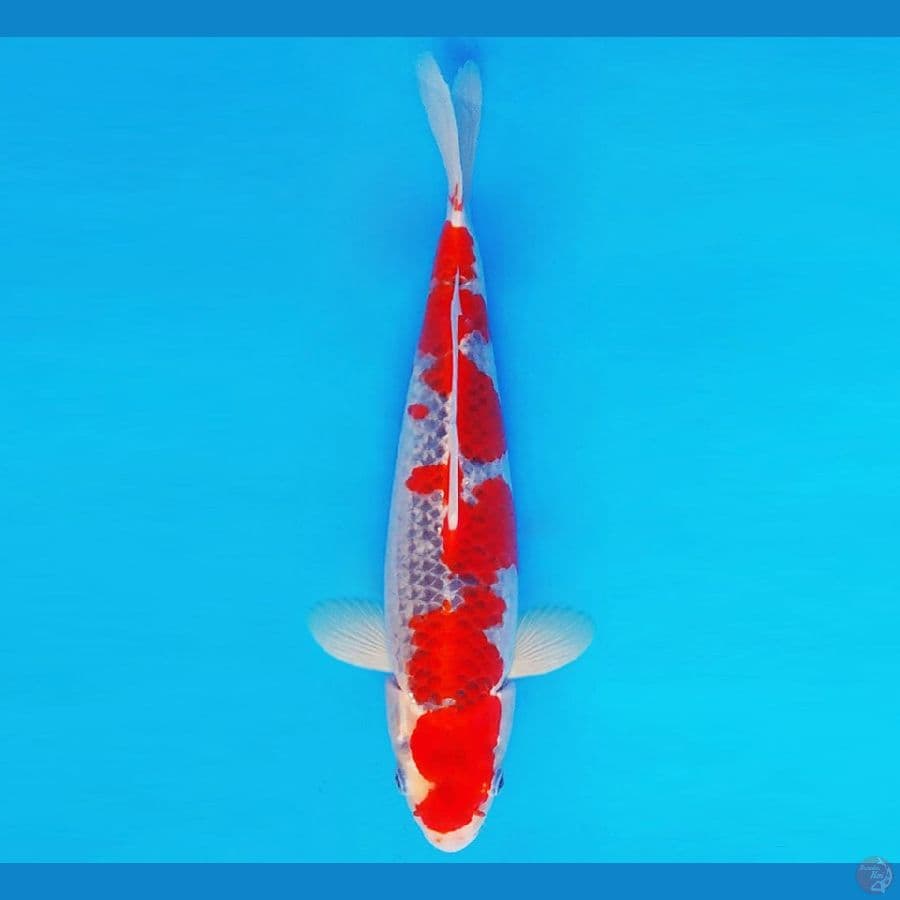 HARAJUKU 5 ~ GOSHIKI 34 cm/fm ™