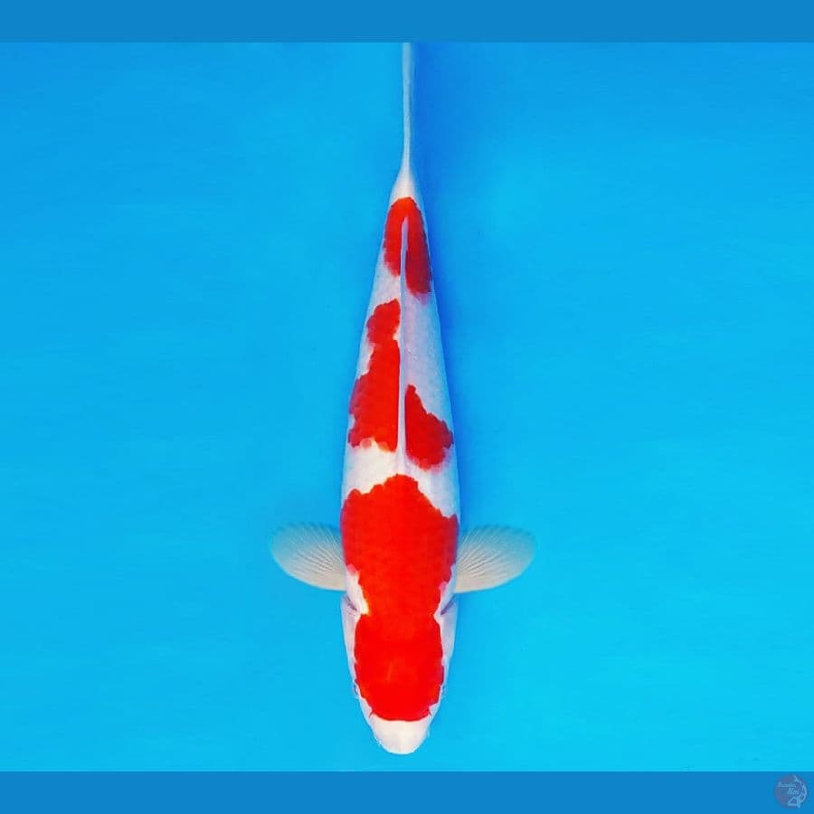 HARAJUKU 6 ~ KOHAKU 33 cm/male ™