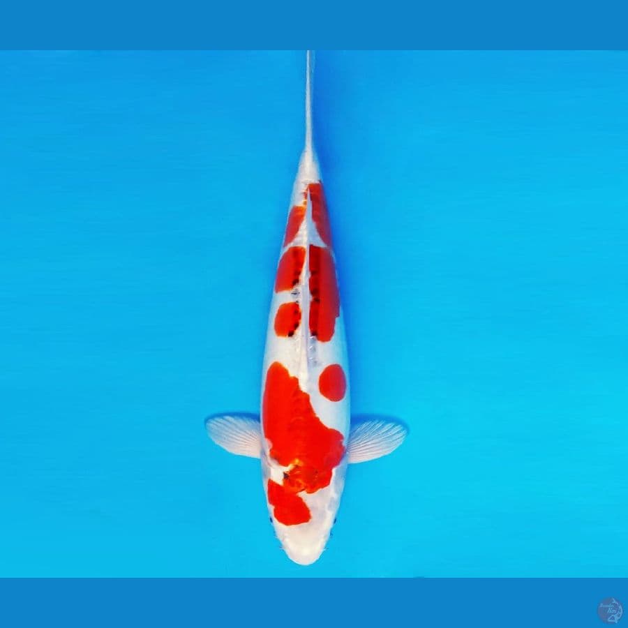 HARAJUKU 7 ~ KUJAKU DOITSU 42 cm/fm ™