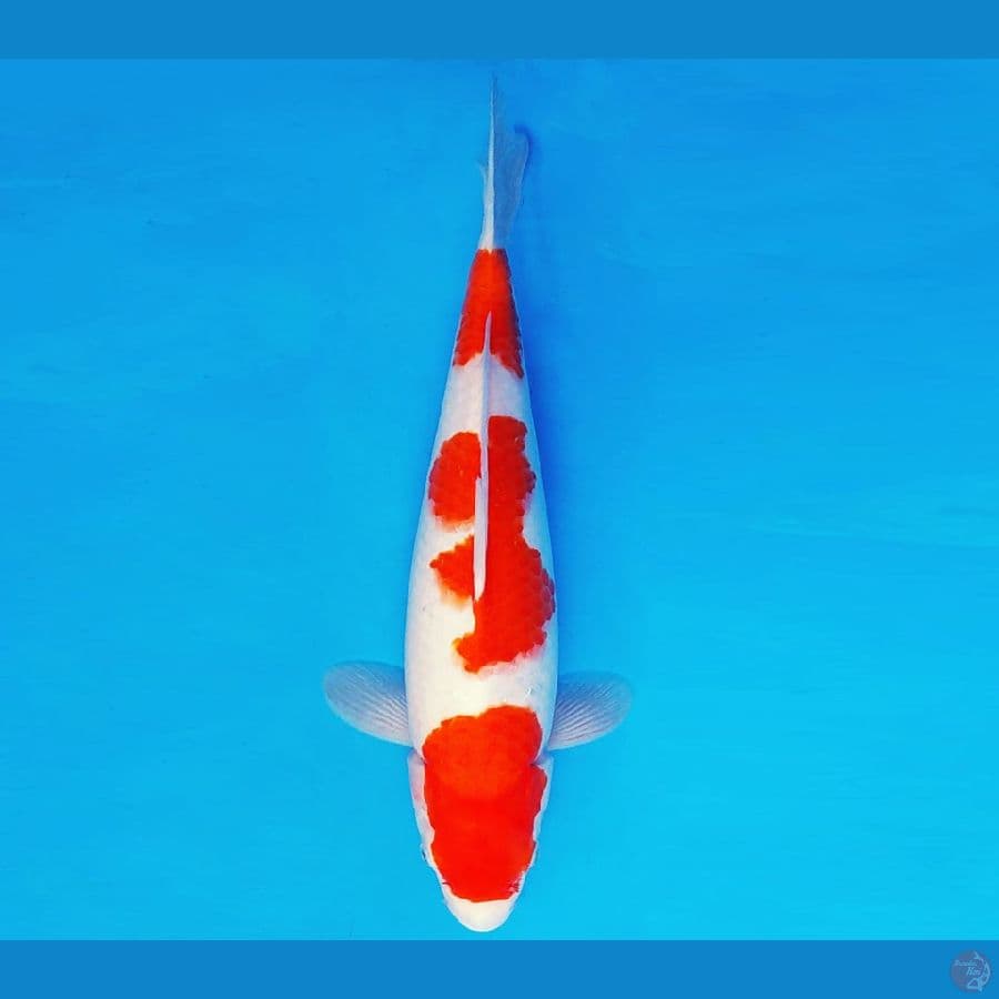 HARAJUKU 14 ~ KOHAKU 37 cm/fm ™