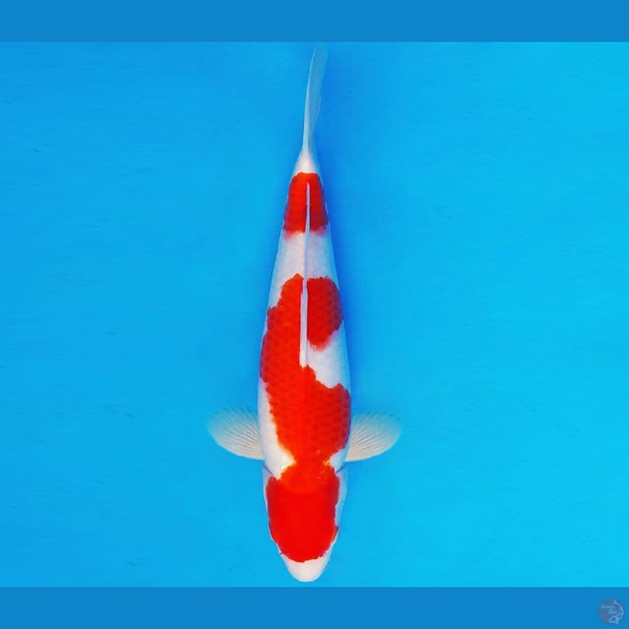 HARAJUKU 17 ~ KOHAKU 35 cm/male ™
