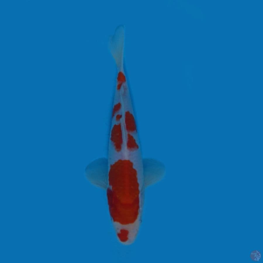 kohaku 20.Cm