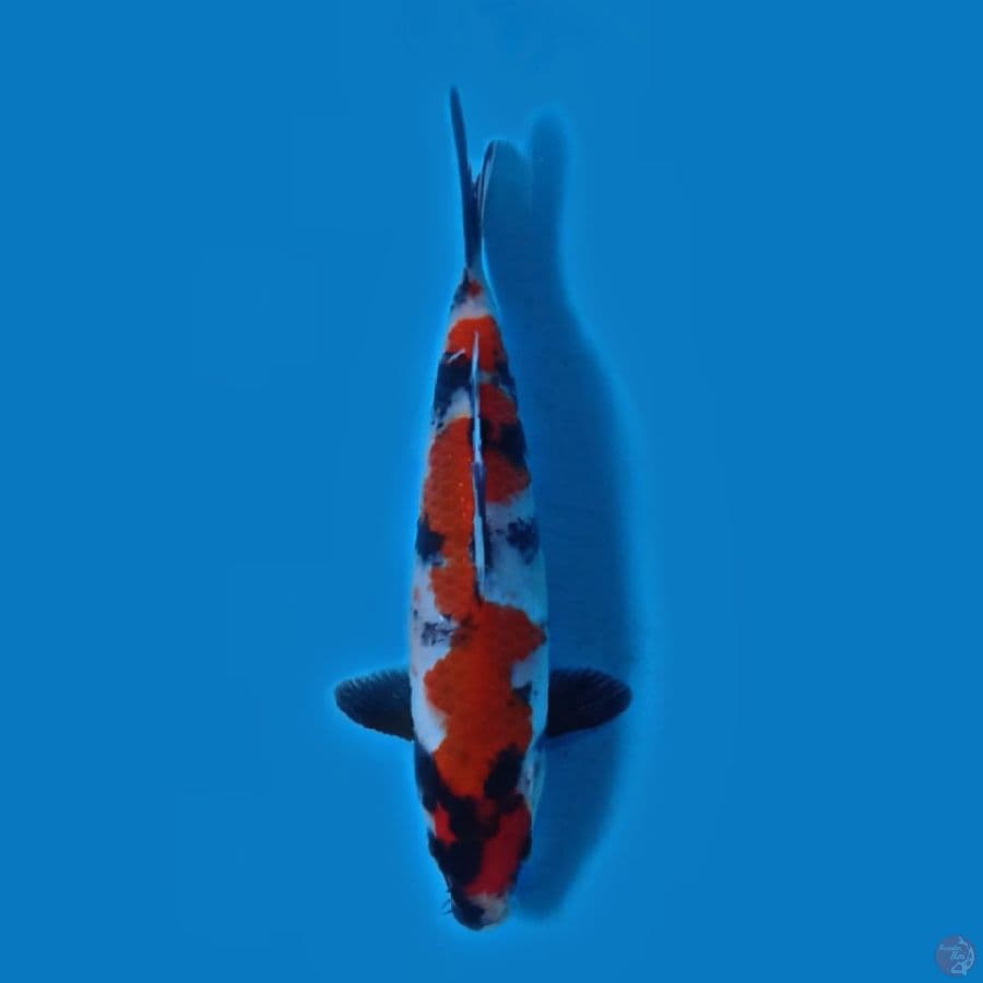 Showa Sansoku 22.Cm 