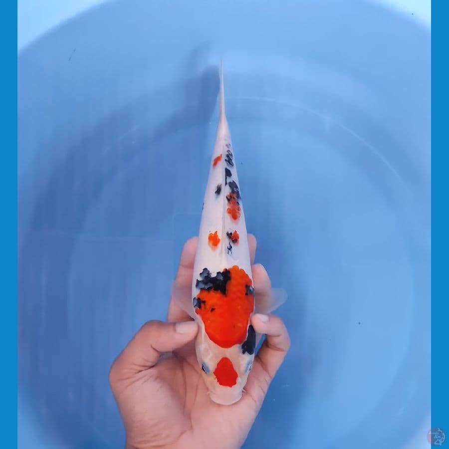 SANKE 24CM - FEEMALE