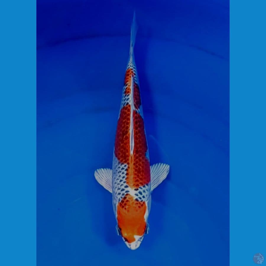 29 cm orijinal 
