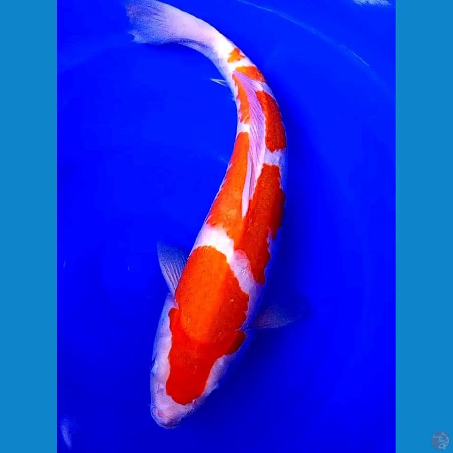 jumbo yondan kohaku 50 bu/49 cm
