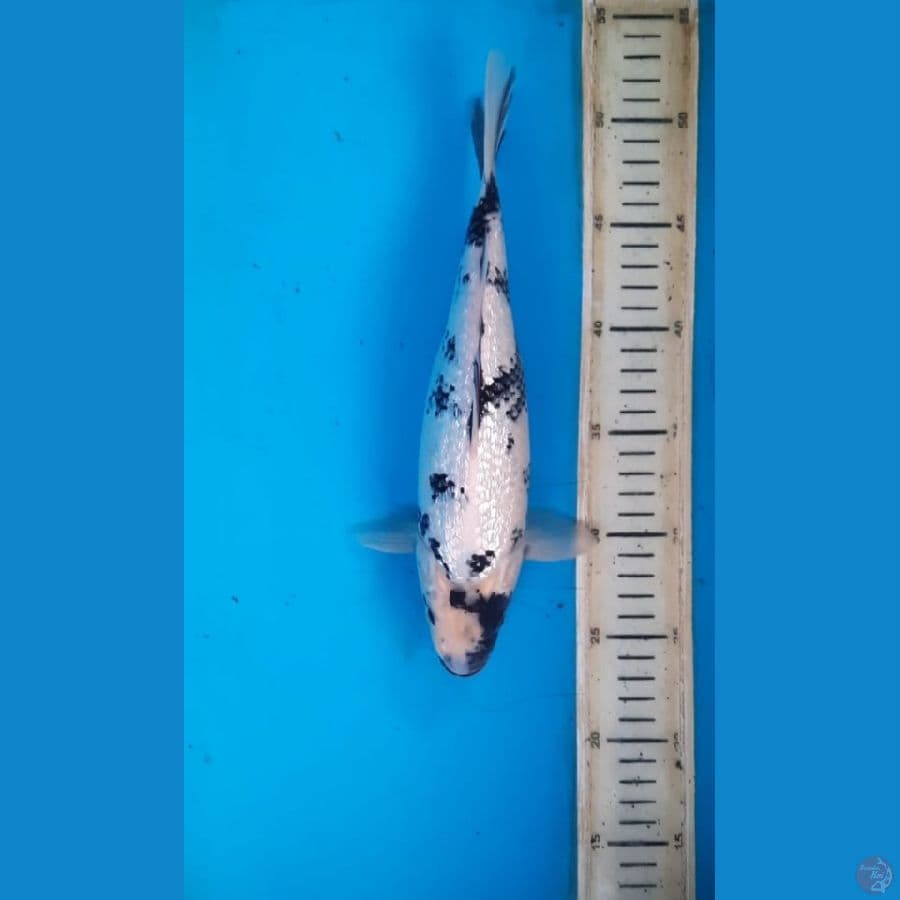 Shiro ginrin 27cm