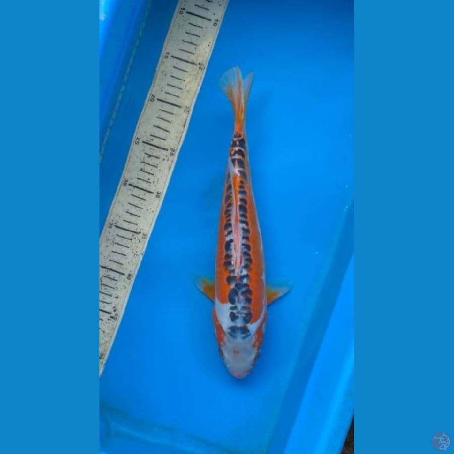 shusui 35cm female 