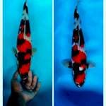 Jantan 49cm.agp