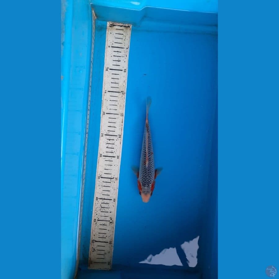 asagi 23cm