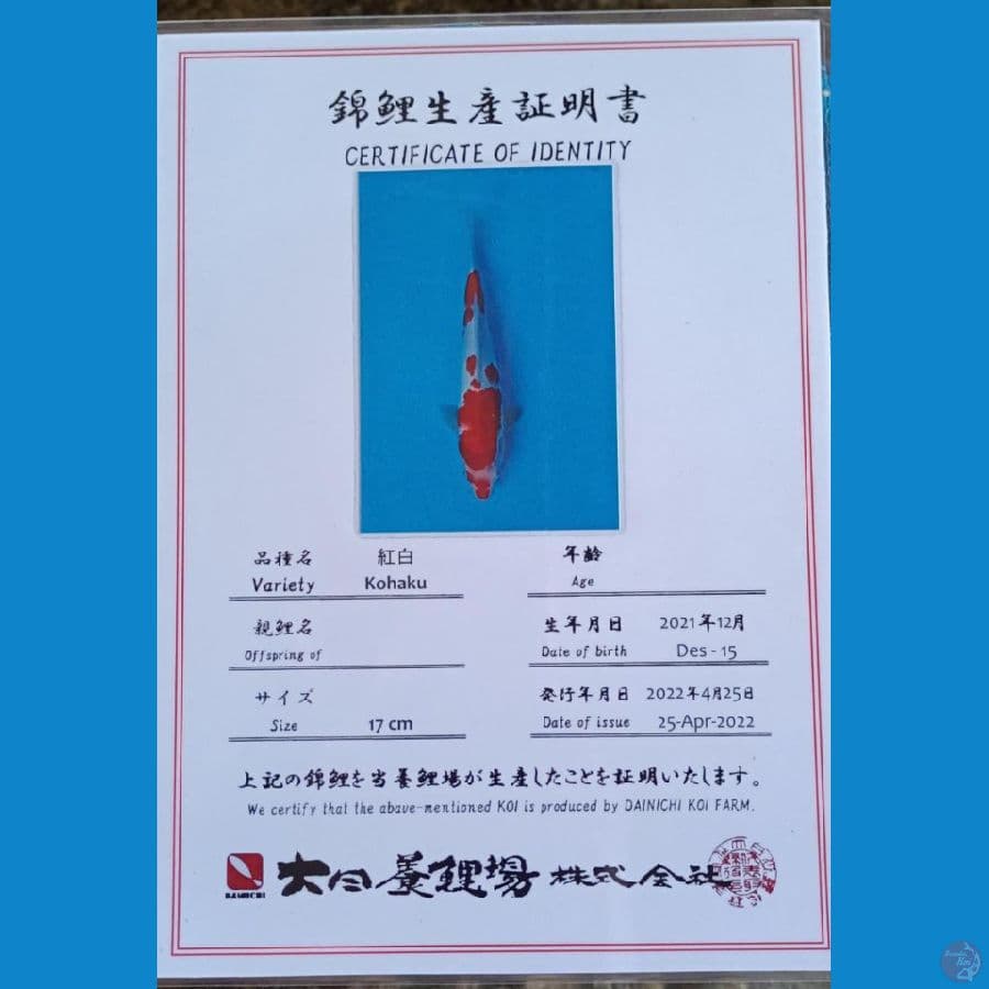 dainichi sz 25cm