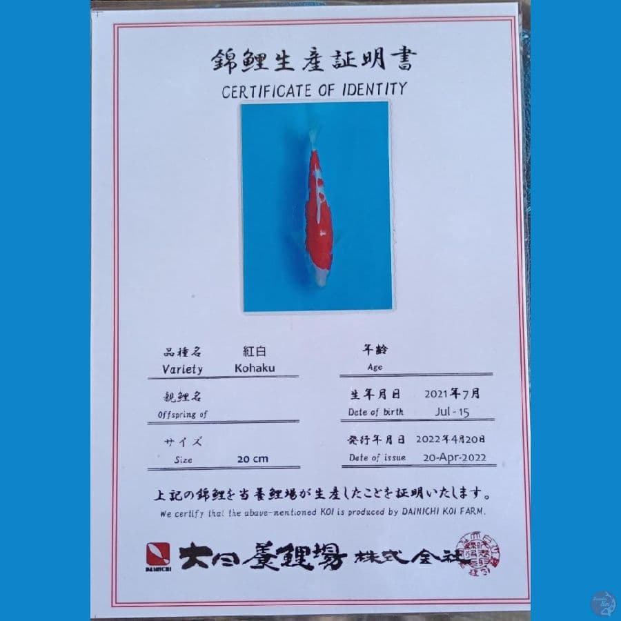 dainichi kohaku sz 26cm