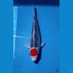 TC Gosiki Racing 35 Cm