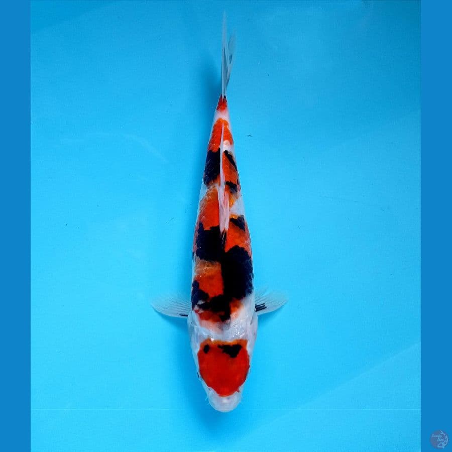 maruten showa 28 cm