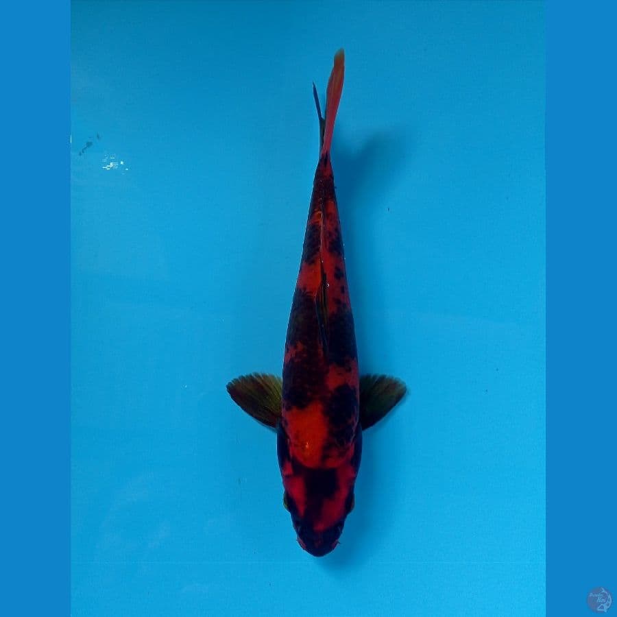 hi utsuri 20 cm