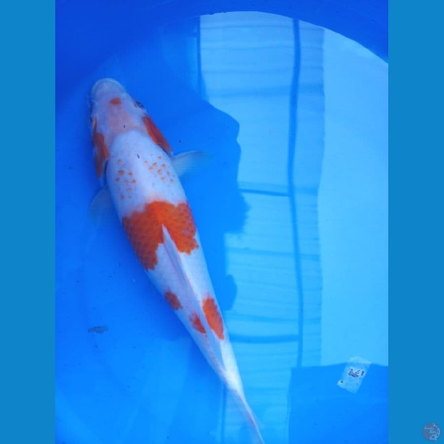 kohaku 