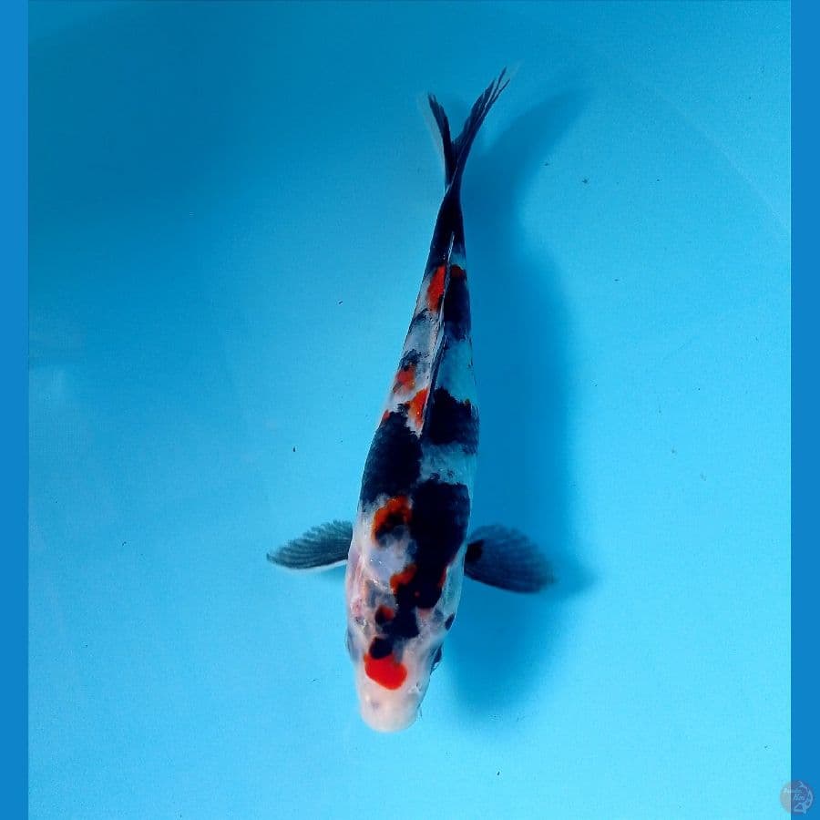 showa 18 cm