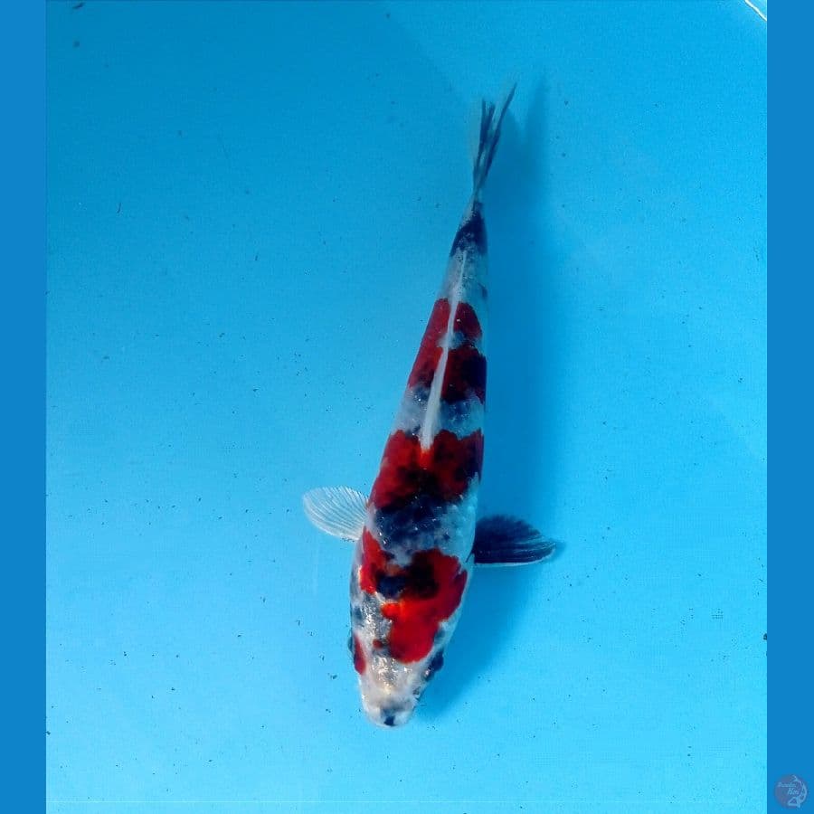 showa hikari 15 cm