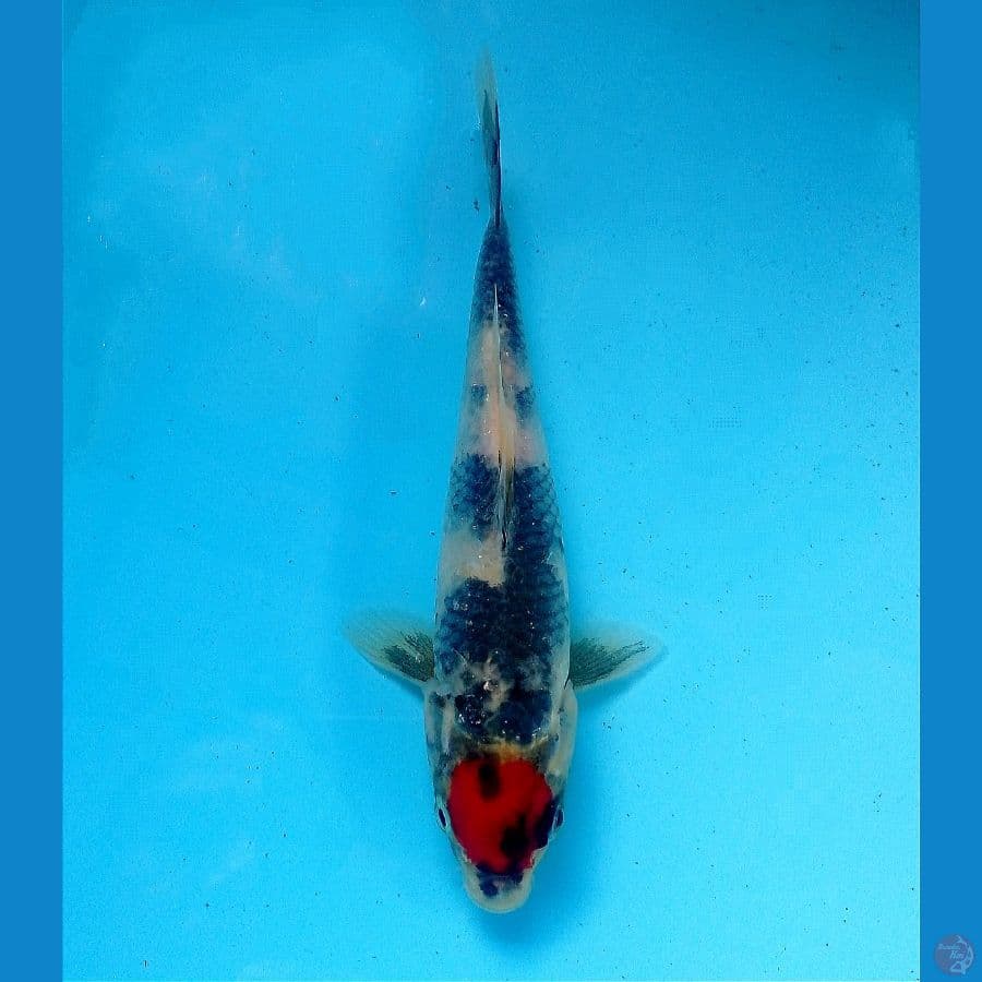 tancho showa 19 cm