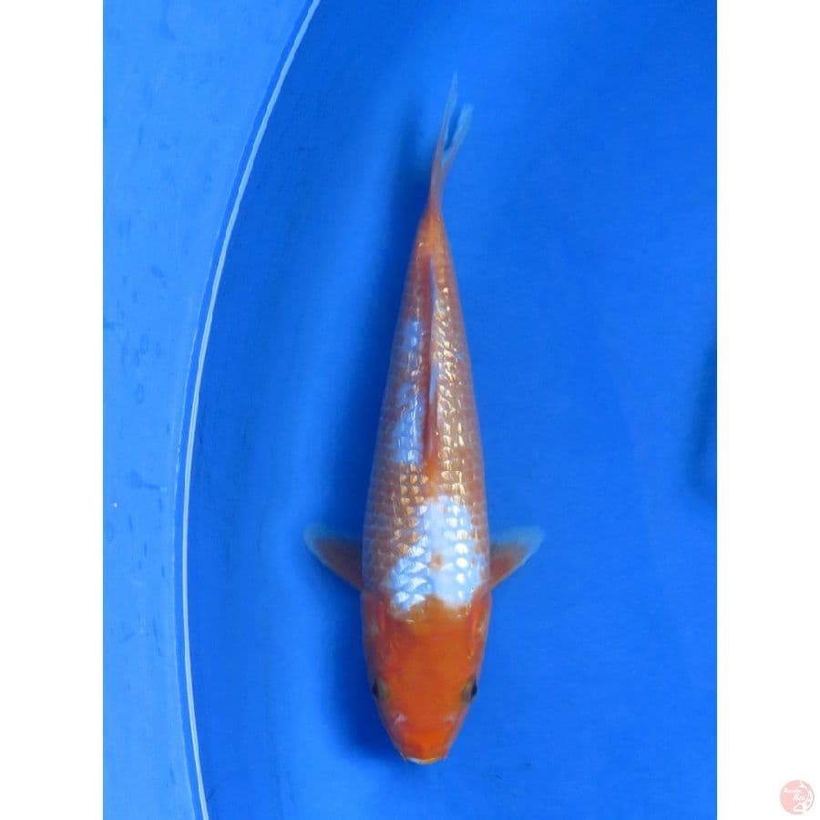 28cm  , Jenis Antik