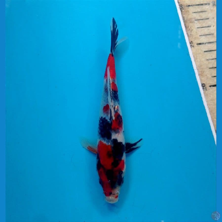 showa 17 cm