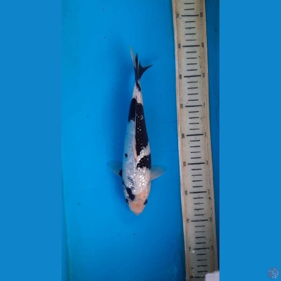 Shiro ginrin 27cm