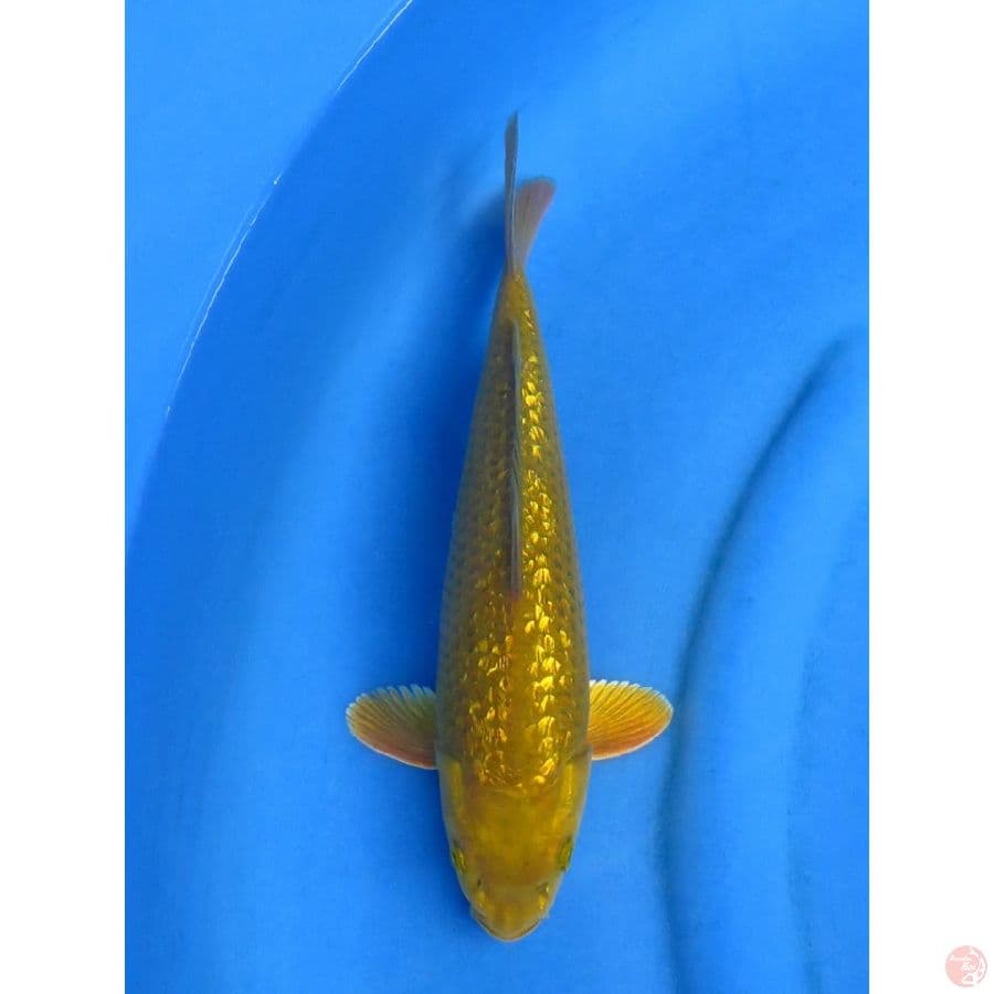 30cm , blink blink male