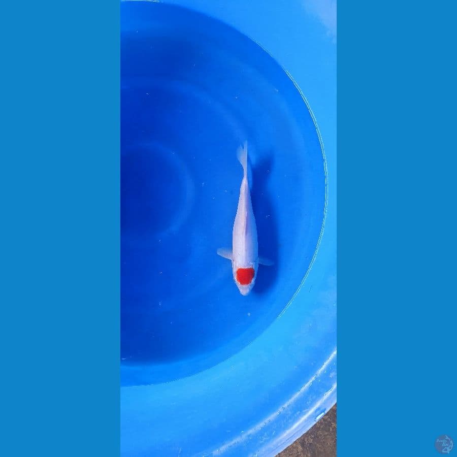 Tancho Kohaku goodskin 30bu.