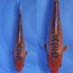 shusui ring rapi ///30cm 
