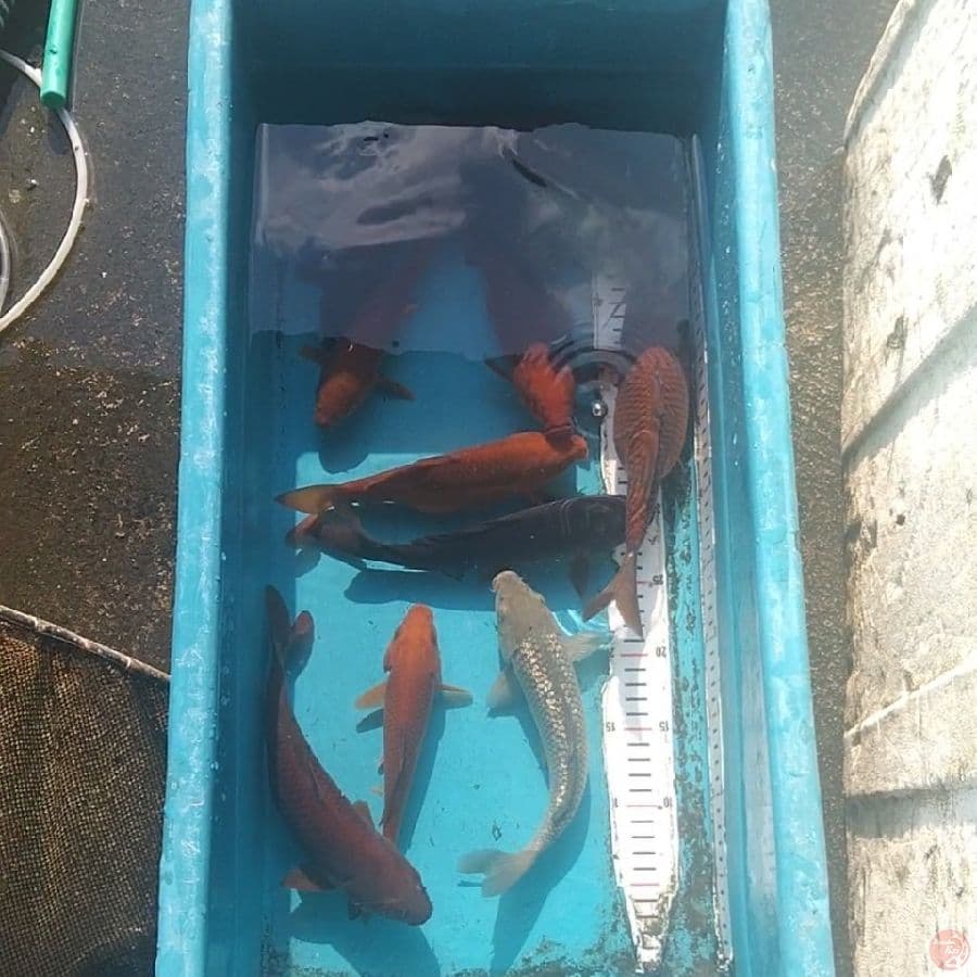 chagoi 20-25cm 12 ekor