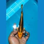 Matsuba 20 Cm tinggal keeping bersihlan kepala