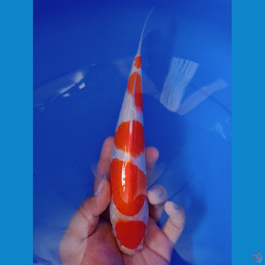 maruten kohaku 27cm