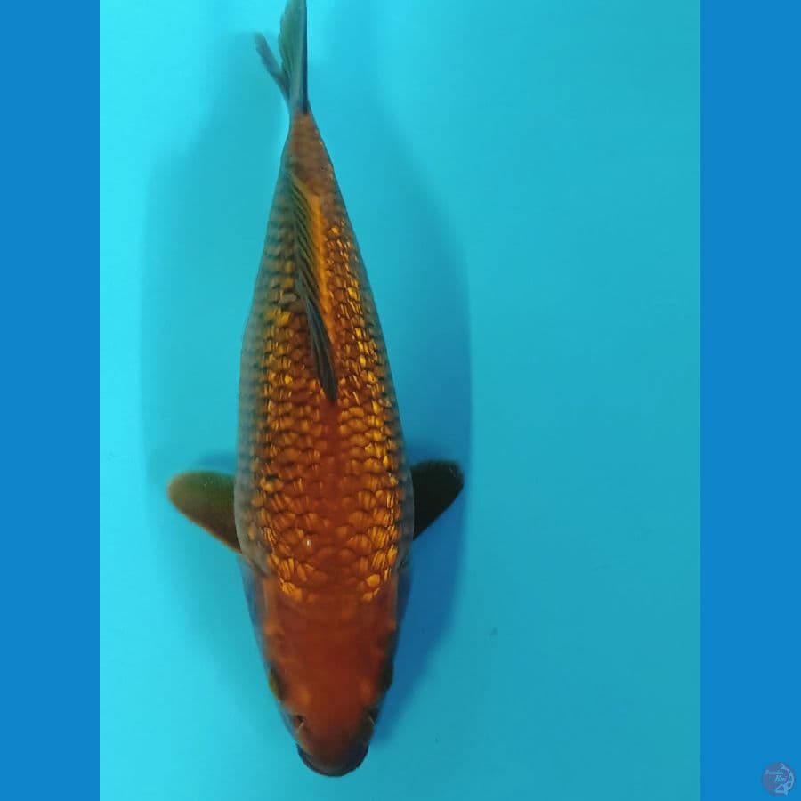 CAGOI BULKY FULL GINRIN