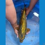 Antikan babon siap pijah 40 cm