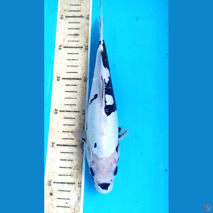 shiro doitsu 25cm