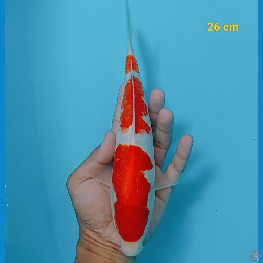 SQ kohaku 26 cm