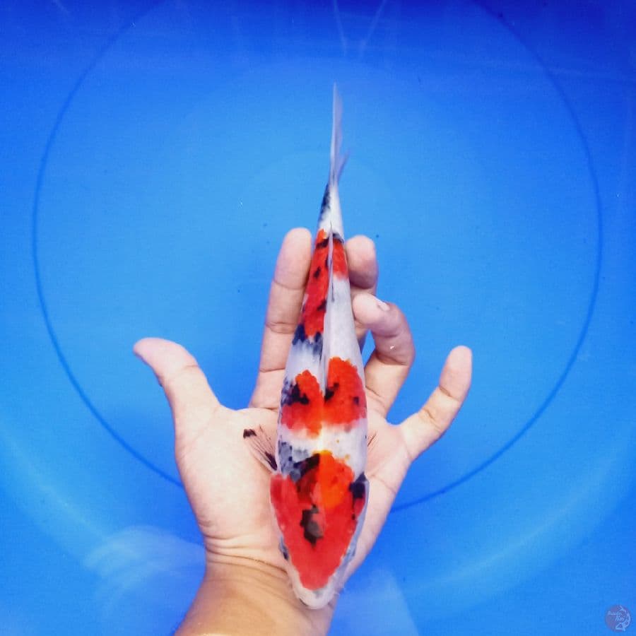*SHOWA// ML/25 CM*