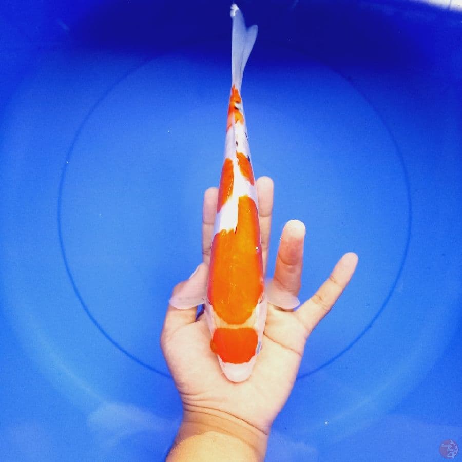 *MARUTEN SANKE// 28 CM*