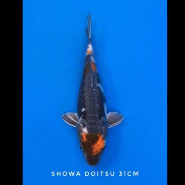 showa doitsu 31cm