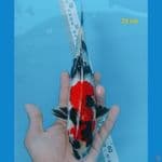 showa ginrin 25 cm