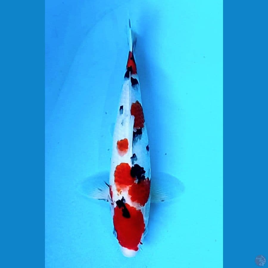 sanke ceplok2 35 cm