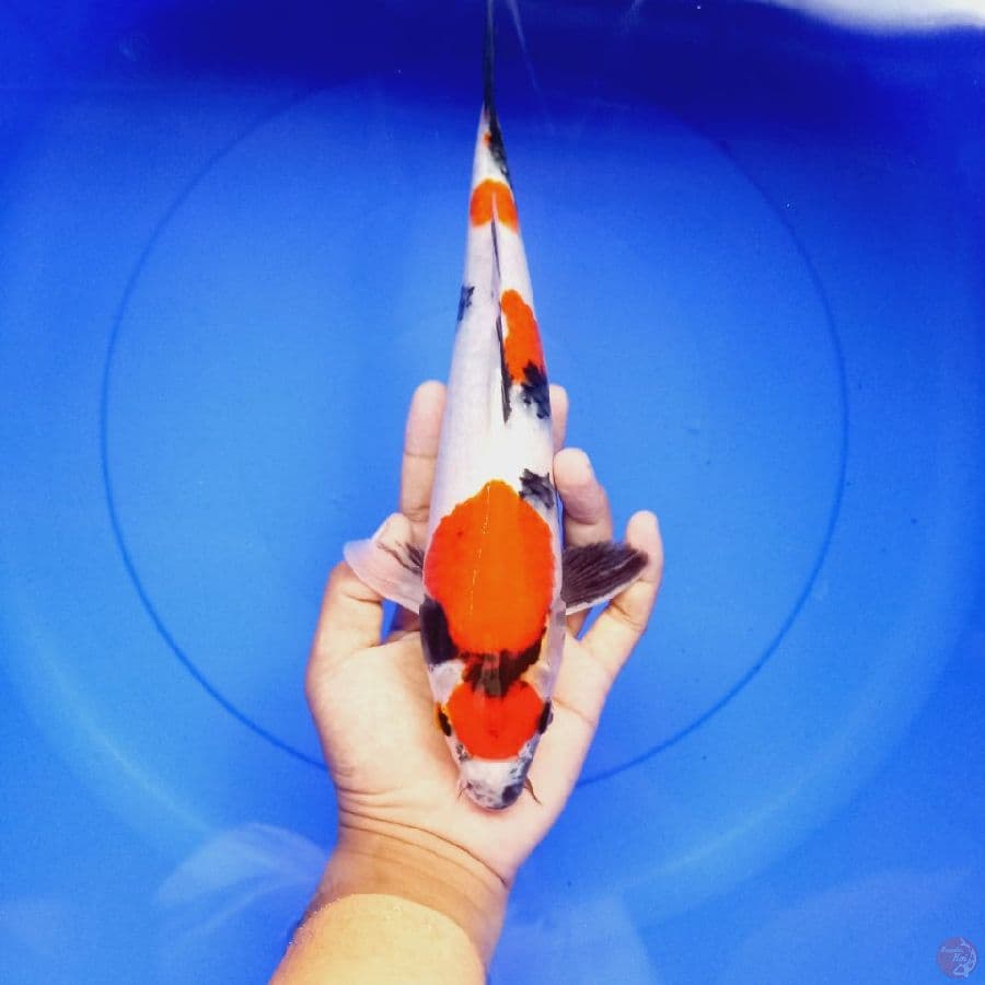 maruten showa 30cm
